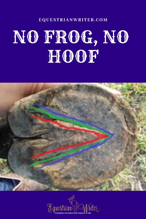 The frog is the most important piece of a horse’s shock absorber system. #horses #horsetraining #horsetrainingtips Horse Nutrition, Horse Info, Hoof Care, Horse Anatomy, Horse Training Tips, Types Of Horses, Horse Tips, Horse Health, Horse Blankets