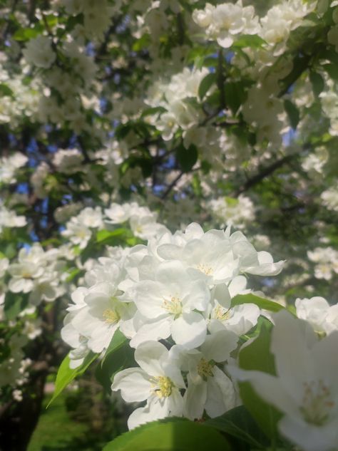 White Cottage Core Aesthetic, White Academia, Nature Core, White Nature, Blur Photo, Aesthetic White, Cottage Core Aesthetic, White Cottage, Classy Aesthetic