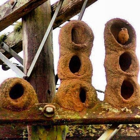 Red Ovenbird(Rufous Hornero)building over previous clay-made nest on electric polePhoto: Eric Henrique Natural Architecture, Nest Building, Montezuma, Best Architects, Bird Nest, Animal House, The Birds, Bird Feathers, Beautiful Birds