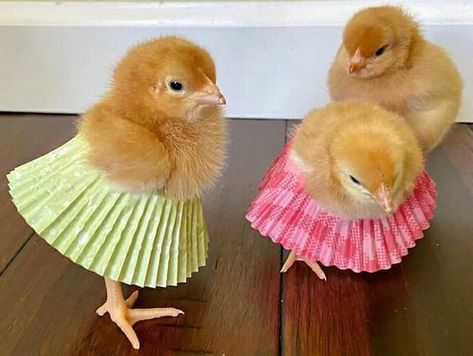 Duck Memes, Duck Pictures, Pet Ducks, Cute Ducklings, Dog Happy, Baby Chickens, Cute Chickens, Super Cute Animals, Pet Chickens