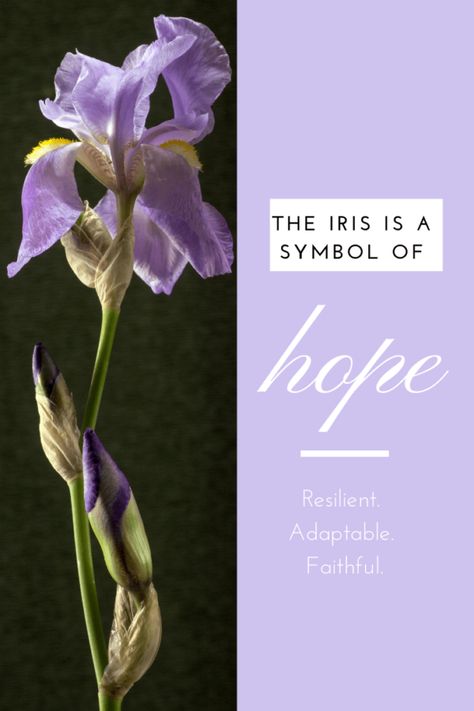 Iris Symbolism, Hope Symbolism, Monochrome Bouquet, Symbols Of Hope, Iris Goddess, Plant Sculpture, Hope Flower, Style Tiles, Symbol Of Hope