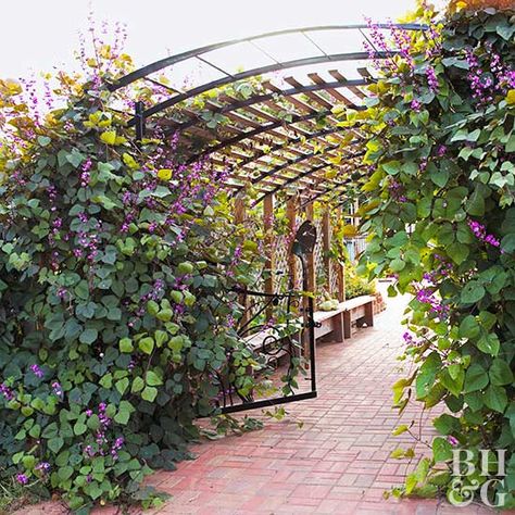 Purple hyacinth bean offers fragrant, lavender-colored flowers all summer long. These blooms become stunning burgundy-purple seedpods. The foliage is often tinged with purple. The vine can climb to 15 feet or more and grows best in a sunny spot. In frost-free areas, hyacinth bean can be a reliable perennial vine. Hyacinth Bean Vine Trellis, Perennial Flowering Vines, Vine Fence, Hyacinth Bean, Moonflower Vine, Hyacinth Bean Vine, Vertical Garden Plants, Popular Plants, Vertical Vegetable Gardens