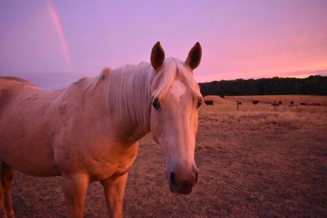 Horses Laptop Wallpaper, Horse Aesthetic Wallpaper Laptop, Horse Desktop Wallpaper, Horse Wallpaper For Laptop, Palomino Pony, Horse Meme, Pastel Pink Wallpaper, 4k Wallpapers For Pc, Palomino Horse