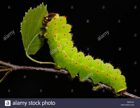 Birch Leaves, Lucy Rose, Birch Leaf, Moon Moth, Moth Caterpillar, Luna Moth, Ap Art, Bugs And Insects, Bright Green