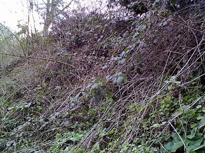 Rachel the Gardener: Planting on banks and steep slopes: Part 1 Planting Steep Banks, Plants For Steep Banks, Shrubs On A Slope, Planting On A Steep Slope, How To Plant On A Slope, Woodland Slope Garden, Tree Id, Beach Haven, Gardening Zones