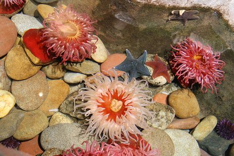 Georgia Aquarium touch pool Touch Pool Aquarium, Aquarium Touch Pool, Tide Pool Aquarium, Tide Pool Animals, Georgia Aquarium Aesthetic, Creepy Aquarium, Miniature Theatre, Flower Aquarium Globe, Georgia Aquarium