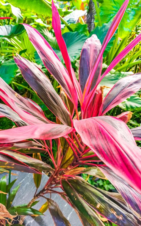 9 Plants that make your garden a Tropical Paradise - The Thrifted Planter Annual Tropical Plants, Tropical Plants For Pool Area, Propagate Coleus, Tropical Plants For Greenhouse, Hardy Tropical Plants, Greenhouse Tropical Plants, Lamiaceae Family, Florida Plants Landscaping, Full Sun Container Plants