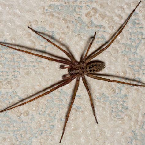 House Spider by Gordon England Giant house spider (Eratigena) Male looking for a female, Farnham, Surrey, UK, September 2011 Giant House Spider, Giant House, Wood Spider, House Spider, Farnham Surrey, Garden Mural, Mural Ideas, Arachnids, Gowns Wedding