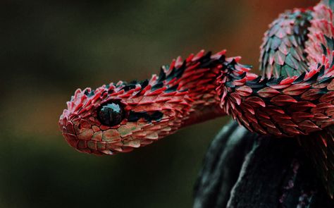 indonesian autumn adder - boy do I want this cuty as a pet. Good that it is imposible ♥ African Bush Viper, Viper Snake, Snake Dragon, Regnul Animal, Snake Wallpaper, Cute Reptiles, Beautiful Snakes, Reptile Snakes, Crocodiles