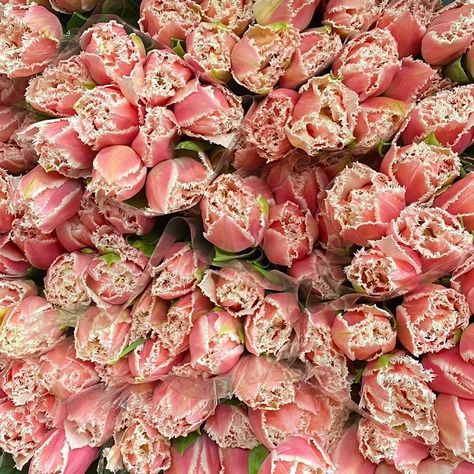 Frilly Tulips, Tulips Pink, Filler Flowers, Plant Powered, Tulips Flowers, Dream Garden, No Frills, Bridal Bouquet, Flower Garden