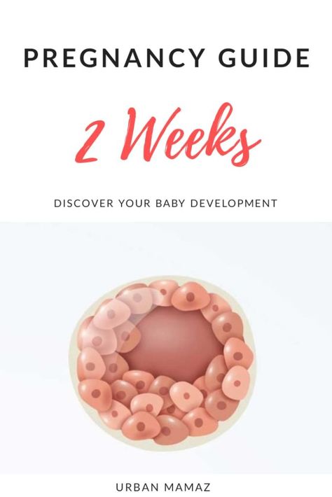 Pregnancy Trimesters, 2 Weeks Pregnant, 1 Week Pregnant, Pregnancy Development, Body Changes During Pregnancy, Week By Week Pregnancy, Different Parenting Styles, Mom Lifestyle, Pregnancy Guide