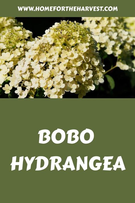 Bobo Hydrangea, Hydrangea Shrub, Hydrangea Varieties, Cream White Color, Panicle Hydrangea, White Flies, Hydrangea Paniculata, Planting Hydrangeas, Neem Oil