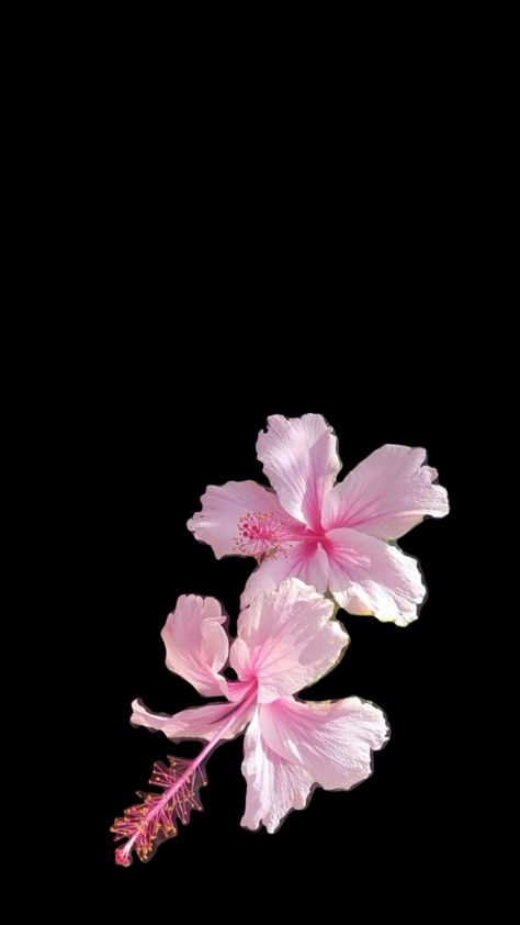 Pink Hibiscus Wallpaper, Hibiscus Wallpaper, Pink And Black Wallpaper, Pink Flowers Wallpaper, Cute Summer Wallpapers, Pink Hibiscus, Cute App, Glitter Roses, Hibiscus Flower