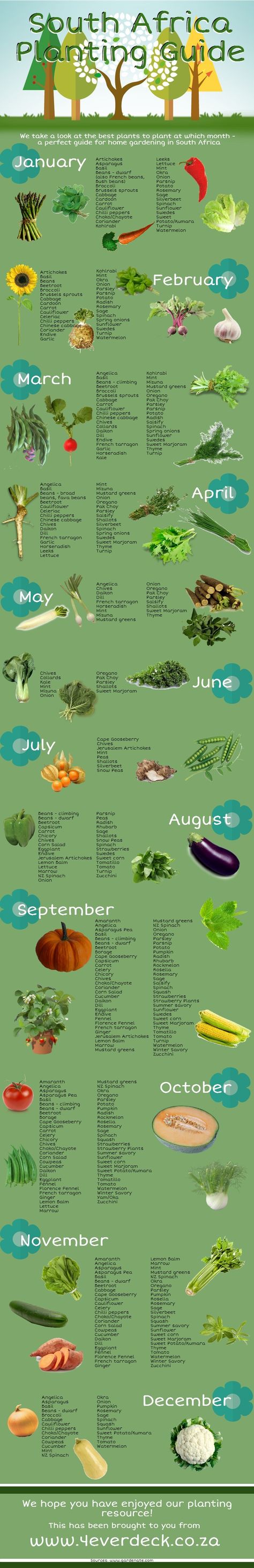 South Africa Planting Guide | Sprig Veggie Garden Tips, Garden Ideas South Africa, Guide Infographic, Vegetable Planting Guide, When To Plant Vegetables, Planting Calendar, African Plants, Planting Guide, Hedging Plants