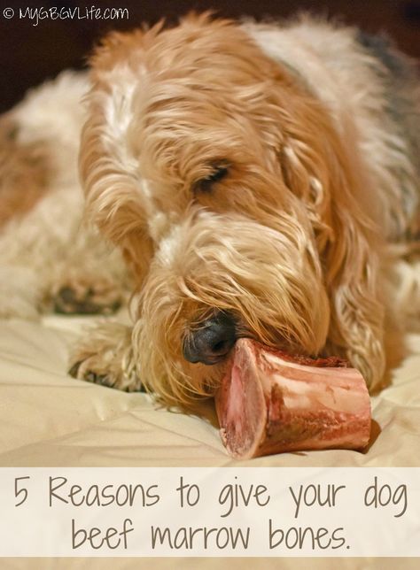 Beef Marrow Bones Recipes, Marrow Bones For Dogs, Beef Soup Bones, Beef Marrow, Bones For Dogs, Beef Marrow Bones, Dog Remedies, Pin Interest, Healthy Beef