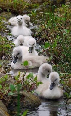 Beautiful baby swans. Cele Mai Drăguțe Animale, Pretty Birds, Cute Animal Pictures, Sweet Animals, Swans, Animal Photo, Nature Animals, 귀여운 동물, Animals Friends