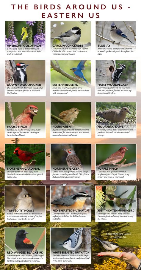 Backyard Birds Watching, Backyard Birds Sanctuary, Bird Identification, Nature Vibes, Birds And The Bees, Diy Birds, Wildlife Gardening, Wild Bird, Nature Birds