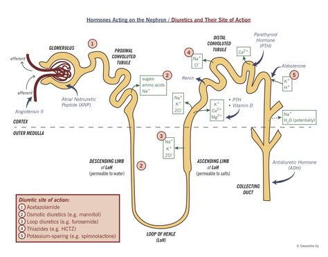 where diuretics work in kidney | The nephron showing reabsorption, hormone action, and diuretic action. Renal Physiology, Human Nervous System, Pharmacy School, Pharmacology Nursing, Nursing School Survival, Critical Care Nursing, Biology Lessons, Nursing School Studying, Medical School Studying