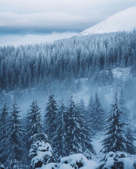 First time hiking in the Tatra Mountains, want to go back immediately. Nature Snow, Snow Nature, Nature Photography Trees, Trendy Photography, Tatra Mountains, Snow Forest, Photography Winter, Snowy Forest, Landscape Photography Nature