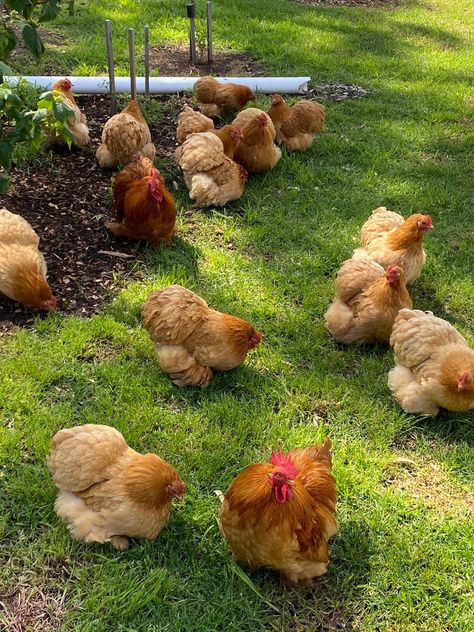 Cochin Chickens, Airline Jobs, Bantam Chickens, Farm Lifestyle, Mini Farm, Hens And Chicks, Lifestyle