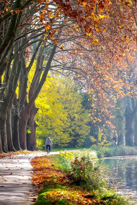 We propose a 4-day trip, starting from Toulouse, on a cycling route along the Canal du Midi. There is a lot to be enjoyed along this large-scale “water work”: antique boats, dozens of oval shaped locks of various sizes and age old villages... Canal Du Midi, Best Bike, Cycling Trips, Cycling Route, French Culture, Holiday Planning, The South Of France, Bike Tour, South Of France