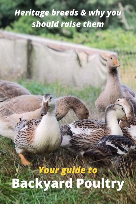 Check out this list of heritage-breed chickens, ducks and geese! Are you a homesteader, farmer or starting out with backyard ducks? There are manuals, full profiles on these rare poultry breeds, and more. Photo courtesy of Slow Farm NC. Breed Chickens, Geese Breeds, Heritage Chicken Breeds, Heritage Chickens, Poultry Breeds, Ducks And Geese, Backyard Ducks, Chicken Coloring, Backyard Poultry