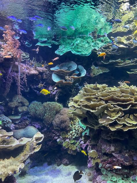 Colourful coral reef photo, some small yellow and blue fishes Coral Reef Pictures Under The Sea, Underwater Reef Photography, Under Water Coral Reef, Coral Reef Astethic, Coral Reefs Photography, Ocean Coral Reef Aesthetic, Coral Reefs Aesthetic, Coral Reef Photography Ocean Life, Aesthetic Coral Reef