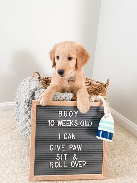 Dog Letter Board #puppy #dog #letterboard New Puppy Letter Board, Dog Letterboard Quotes, Puppy Letterboard, Dog Letterboard, Puppy Announcement Ideas, Pet Announcement, Rio Party, Puppy Photoshoot, Puppy Schedule