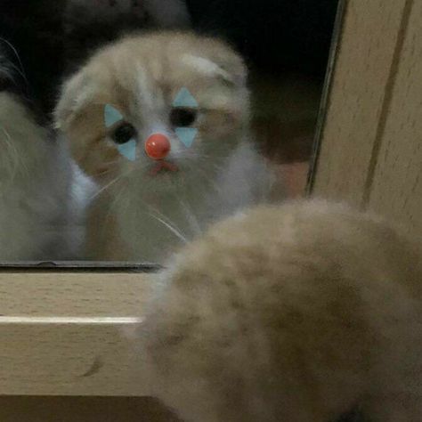 Animals Icon, Clown Meme, Clown Pics, Clowns Funny, Cat Profile, Scary Cat, Cute Clown, Silly Cats Pictures, Cute Animal Drawings Kawaii