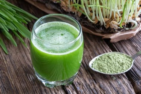 8 Amazing Barley Grass Juice Powder Benefits, According to a Dietitian Barley Plant, Barley Health Benefits, Best Greens Powder, Barley Benefits, Barley Powder, Greens Supplement, Super Greens Powder, Barley Grass, Registered Dietitian Nutritionist