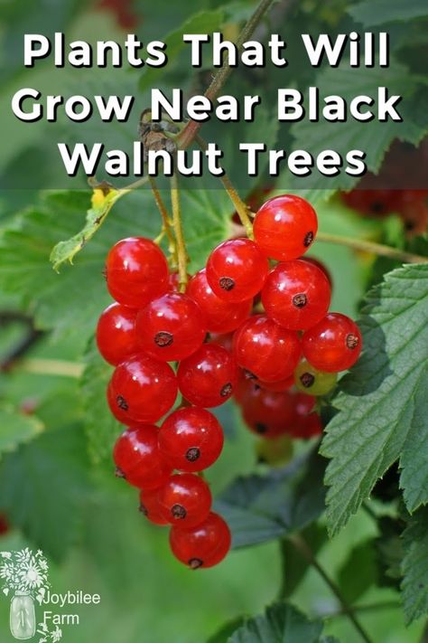 You may wonder if there are ANY plants that will grow near black walnut trees? Here are 30 plants that will grow near black walnut trees in zone 3. Pruning Blueberry Bushes, Fruit Shrub, Farm Diy, Growing Blueberries, Black Walnut Tree, Growing Fruit Trees, Growing Garlic, Herb Gardening, Backyard Garden Landscape