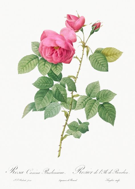 Bourbon Rose, Rosa canina burboniana from Les Roses (1817–1824) by Pierre-Joseph Redouté. Original from the Library of Congress. Digitally enhanced by rawpixel. | free image by rawpixel.com / Library of Congress (Source) Illustration Rose, Rose Wall Art, China Rose, Rose Illustration, Illustration Botanique, Damask Rose, Rose Wall, Rose Vintage, Rock Design