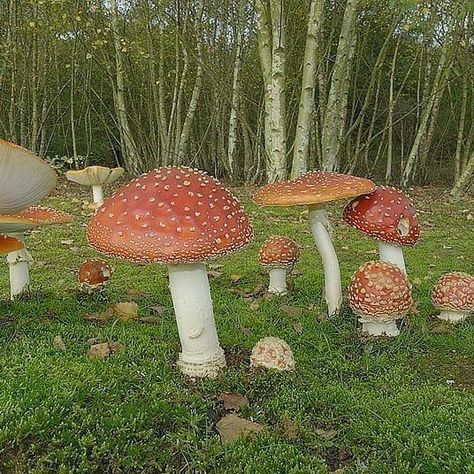 Mushrooms In Forest, Red Cottagecore, Cottagecore Forest, Scene Core, Cottagecore Mushroom, Garden Drawing, Forest Garden, Cottagecore Aesthetic, Fantasy Aesthetic