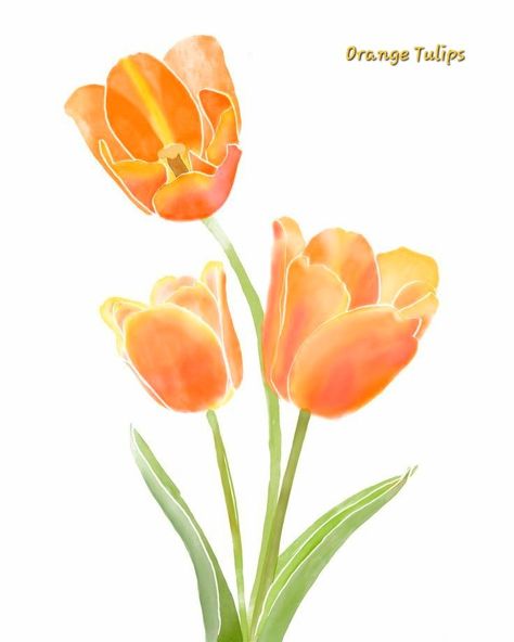 Tulips Images, Tulip Drawing, Watercolor Orange, Orange Icons:), Tulip Painting, Flower Bedroom, Fleur Orange, Watercolor Tulips, Dorm Art