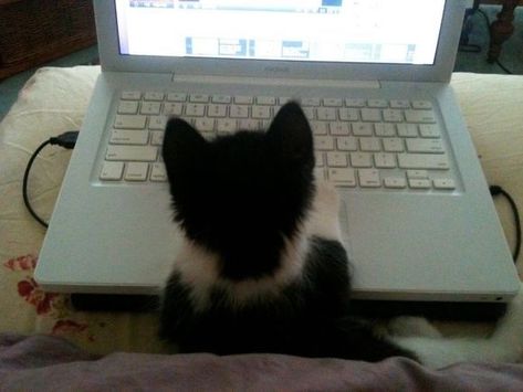 Cat On Computer, Kawaii Cats, Cats Pictures, Silly Cats Pictures, Silly Dogs, Tuxedo Cat, Sleepy Cat, Cat Sitting, Discord Server