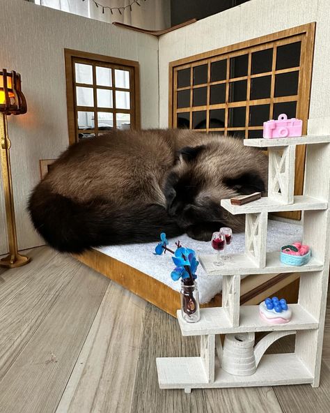 Sweet dreams are made of this: a cozy cat nap on a dollhouse bed. Watch as fluffy fur meets miniature charm in this adorable scene. Who knew a tiny bed could be so inviting? #CatNap #MiniatureMagic #DollhouseDreams Tiny Bed, Dollhouse Bed, Cozy Cat, Big Animals, Doll Bed, Tiny Spaces, Cat Nap, Cat Bed, Sweet Dreams