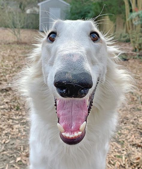 Internet Adores This Very Long Dog With Even Longer 12.2-Inch Snout (30 Pics) | Bored Panda Borzoi Puppy, Borzoi Dog, Puppy Images, Pet Dogs Puppies, Silly Dogs, Puppies Funny, Cute Animal Videos, Cute Cats And Dogs, Animal Gifs