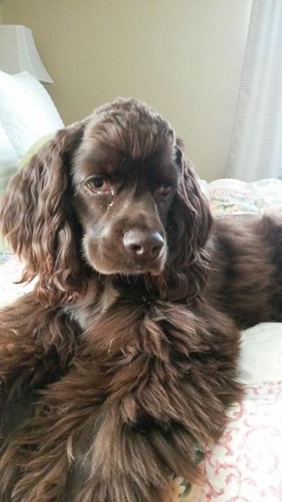 The 21 Cutest Pictures of Chocolate Cocker Spaniels | Page 2 of 5 | The Paws Spaniel Haircut, Pictures Of Chocolate, Cocker Spaniel Haircut, Chocolate Cocker Spaniel, Clumber Spaniel, Spaniel Breeds, American Cocker Spaniel, Cocker Spaniel Puppies, Health Ideas