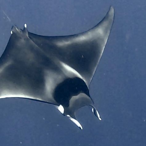 Aidan Bedford on Instagram: "Spinetail Devil Ray just gliding on past me. Inhabiting offshore waters, this species of mobula ray is among the most commonly caught ray in fisheries. On top of that the global demand for dried gill plates of these rays continues to rise, greatly affecting their numbers. I feel lucky to have had this close up interaction and I’m glad I can share the beauty of these animals with others. Our oceans are worth protecting. 🎥: @wandering.westerner #ocean #wildlife Mobula Ray, Ocean Wildlife, Manta Ray, Sea Animals, Sharks, Sea Creatures, Close Up, Water, Animals