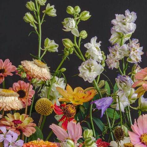 Katrin Engler on Instagram: "I love these flowers and hope you enjoy them as much as I do. #flowerslover #fortheloveofflowers #forflowerlovers #blooooms #botanicaldaydreams #floralarrangements #flowerstilllife #flower_magic #floralphotography #katrinengler" Katrin Engler, Flower Magic, Floral Photography, Still Life, Floral Arrangements, Clip Art, I Love, Flowers, On Instagram