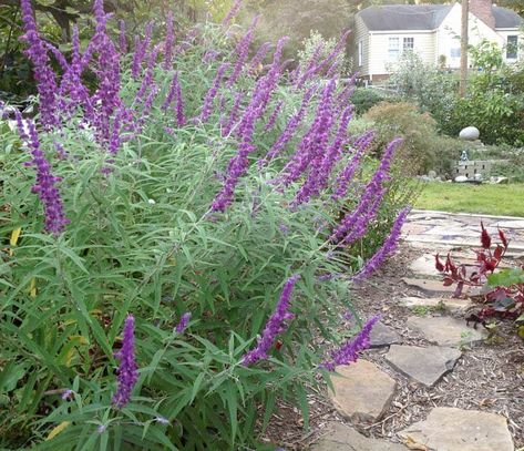 Mexican Sage Bush, Mexican Bush Sage, Mexican Sage, Mexican Garden, Sage Garden, Sage Plant, Stone Landscaping, Purple Garden, Garden Bulbs