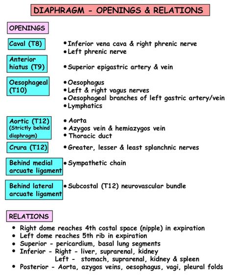 Instant Anatomy - Thorax - Areas/Organs - Diaphragm - Openings Thorax Anatomy Notes, Diaphragm Anatomy, Abdominal Quadrants, Thorax Anatomy, Anatomy Notes, Mcat Study, Foot Anatomy, Xray Technician, Gross Anatomy