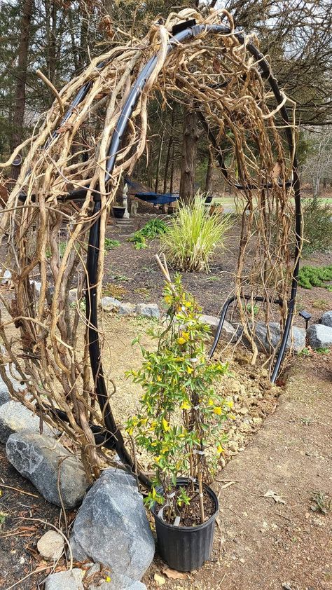 Moon Gate Diy, Bamboo Garden Fences, Moon Gate, Goth Garden, Pathway Landscaping, Garden Privacy, Garden Area, Rock Garden Landscaping, Backyard Paradise