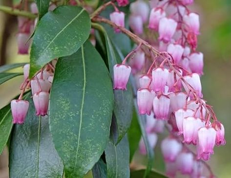 Pink Andromeda Bush Seeds for Planting (30 Seeds) - Pieris Japonica, Japanese Pieris, Forest Flame Japanese Pieris, Winterberry Holly, Pieris Japonica, Growing Lavender, Lenten Rose, Simple Leaf, Flower Cottage, Poisonous Plants, Small Shrubs