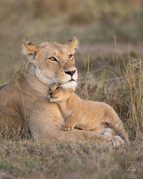 Lioness And Cubs, Lion And Lioness, Lion Love, Lion King Art, Lion Images, African Lion, Cat Pose, Lion Cub, Pretty Animals