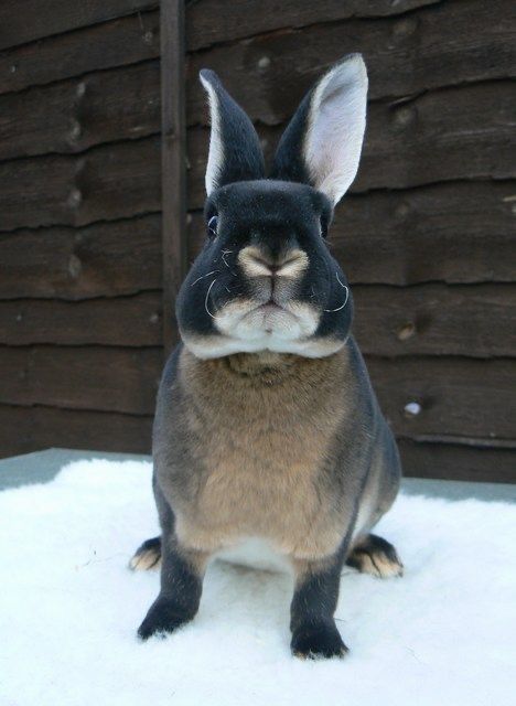 Black Otter Rex Rabbit, Rabbit Breeds, Rex Rabbit, Pet Rabbit, Funny Bunnies, Baby Bunnies, Nature Animals, Cute Bunny