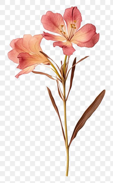 Flower Elements Illustration, Dried Flowers Png, Fleur Illustration, Dried Flowers Aesthetic, Oleander Flower, Aesthetic Pngs, Flower On White Background, Dried Flower Petals, Dry Branch