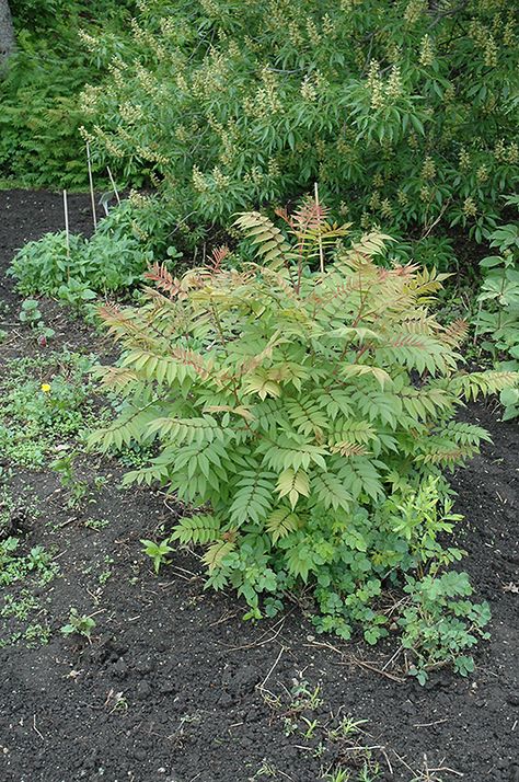 Click to view full-size photo of Sem False Spirea (Sorbaria sorbifolia 'Sem') at Creekside Home & Garden False Spirea, Ash Leaf, Autumn Tones, Hillside Landscaping, Lawn Sprinklers, Full Size Photo, Outdoor Pots, Diy Landscaping, Outdoor Landscaping