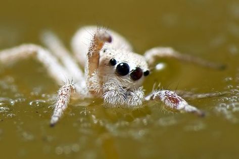 Mr. Fluffy practicing his breast-stroke Pretty Spiders, Beautiful Spiders, Spider Eyes, Poisonous Spiders, Arachnids Spiders, Jumping Spiders, Pet Spider, Insect Photography, Itsy Bitsy Spider