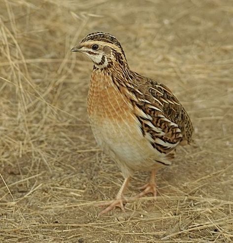 Coturnix coturnix/Common Quail/ヨーロッパウズラ Button Quail, Laying Chickens, Raising Quail, The Tiny Seed, Veg Garden, Bird Pictures, Tropical Birds, Partridge